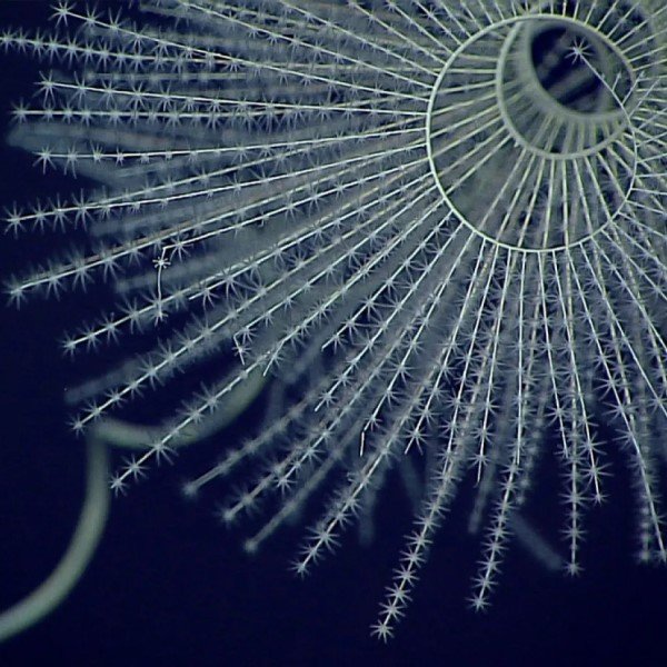 Criando arte bioluminescente responsiva ao toque