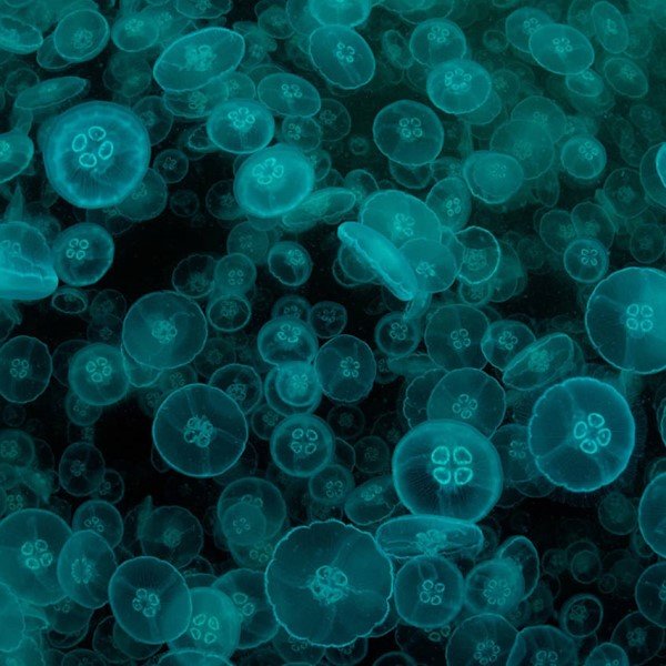 Criando arte bioluminescente responsiva ao toque