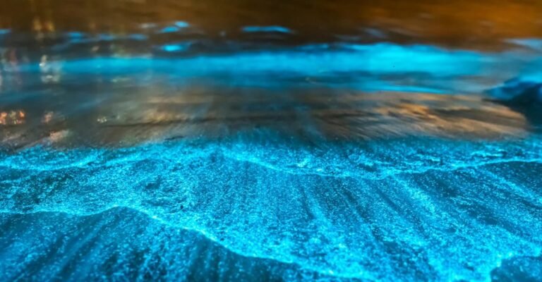 Como criar instalações com plâncton luminoso