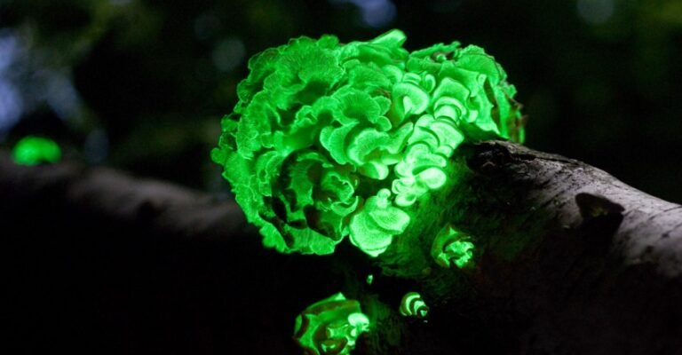 Fungos bioluminescentes: A luz mágica da natureza