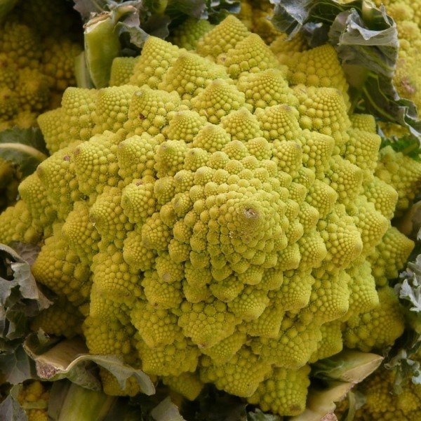 Arte Fractal na Natureza: Um Universo de Padrões Infinitos