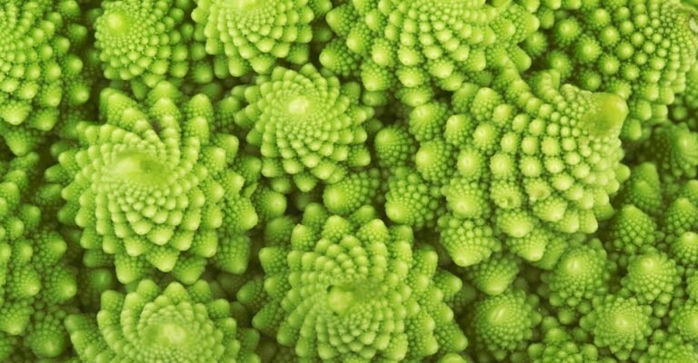 Arte Fractal na Natureza: Um Universo de Padrões Infinitos