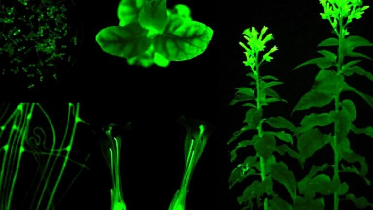 Como criar jardins noturnos bioluminescentes