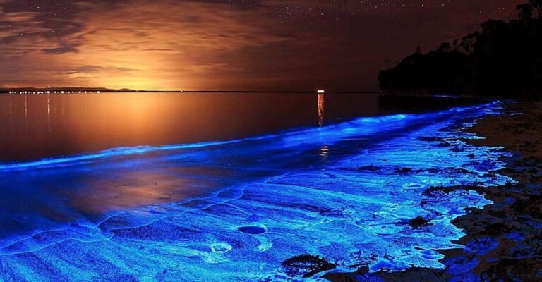 Métodos de preservação de organismos luminosos