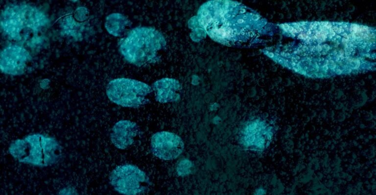 Cultivo de Microrganismos Luminosos em Casa