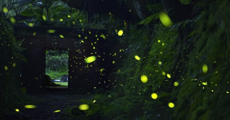 Dicas para Capturar a Magia na Fotografia Bioluminescente