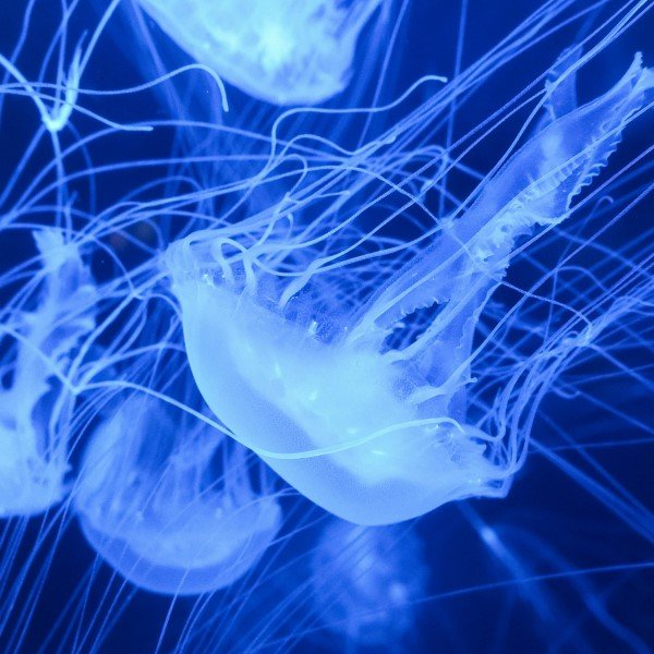 Bioluminescência em Ambientes Marinhos