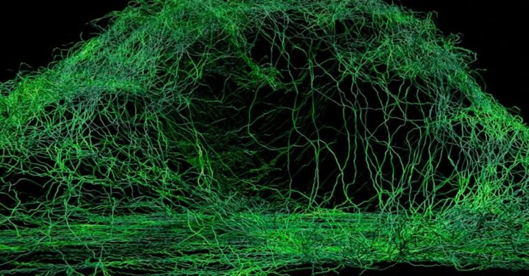 Como Usar Arte Bioluminescente para Ensinar Ciência e Arte