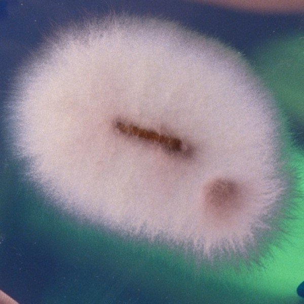 Explorando Micropadrões de Plantas e Fungos