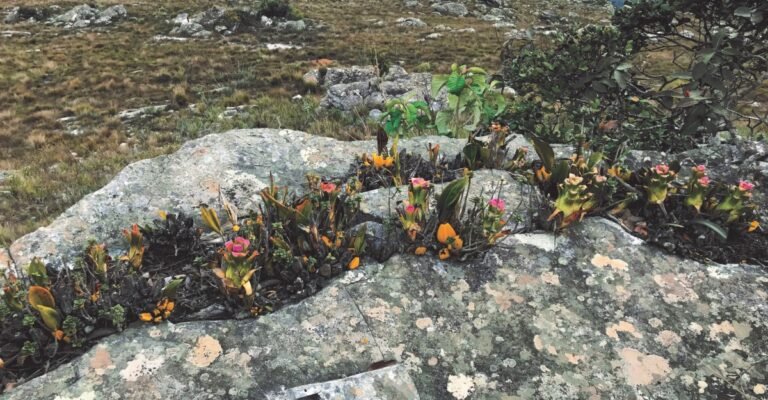 Microesculturas que Desaparecem com o Tempo