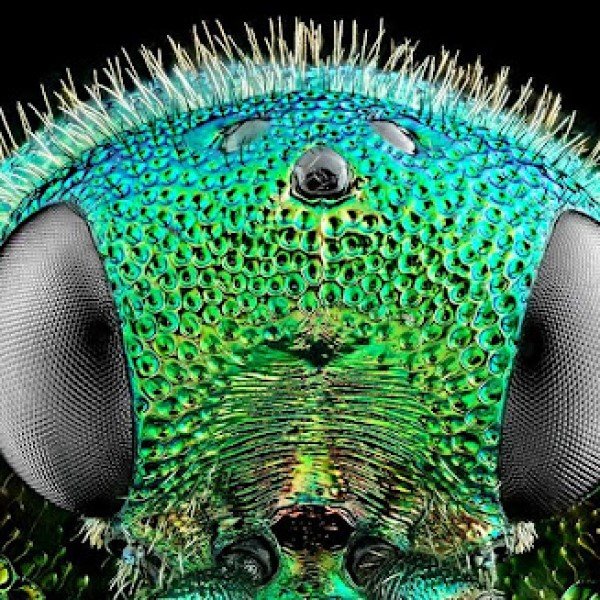 Técnicas Avançadas de Fotografia Macro Extrema