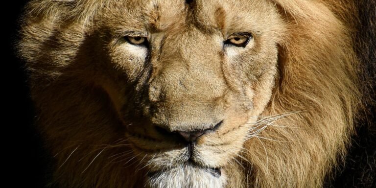 Leonino Sem Plateia: O que Acontece?