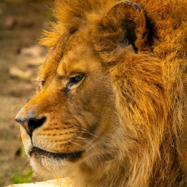 Leonino Sem Plateia: O que Acontece?